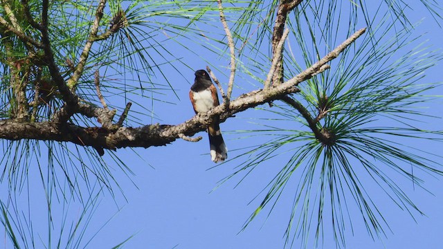 Eastern Towhee - ML652464285
