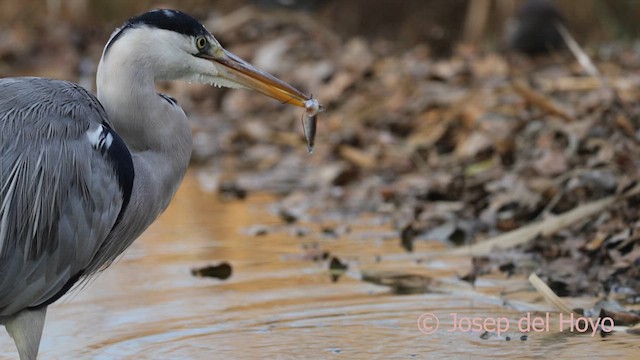 蒼鷺 - ML652464438