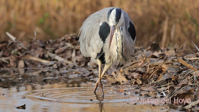 蒼鷺 - ML652464991