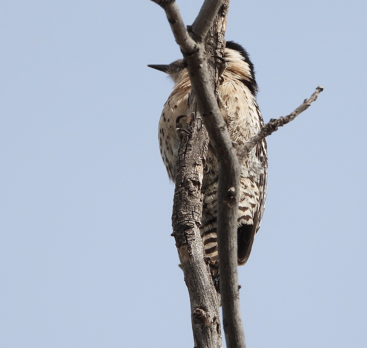 Ladder-backed Woodpecker - ML652465222