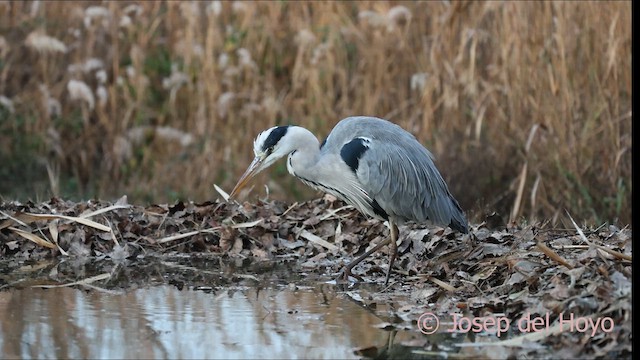 蒼鷺 - ML652465237