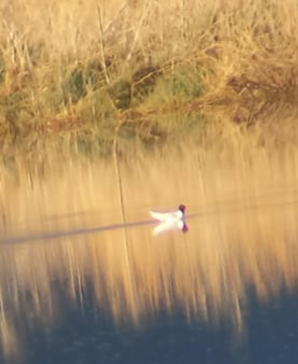 Gaviota Cabecinegra - ML652465351