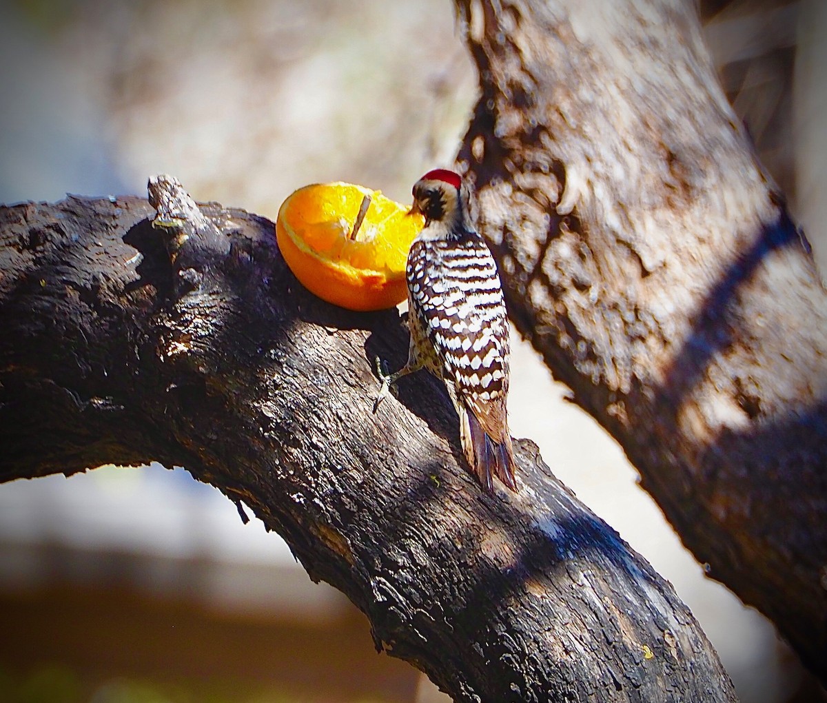 Ladder-backed Woodpecker - ML652465429
