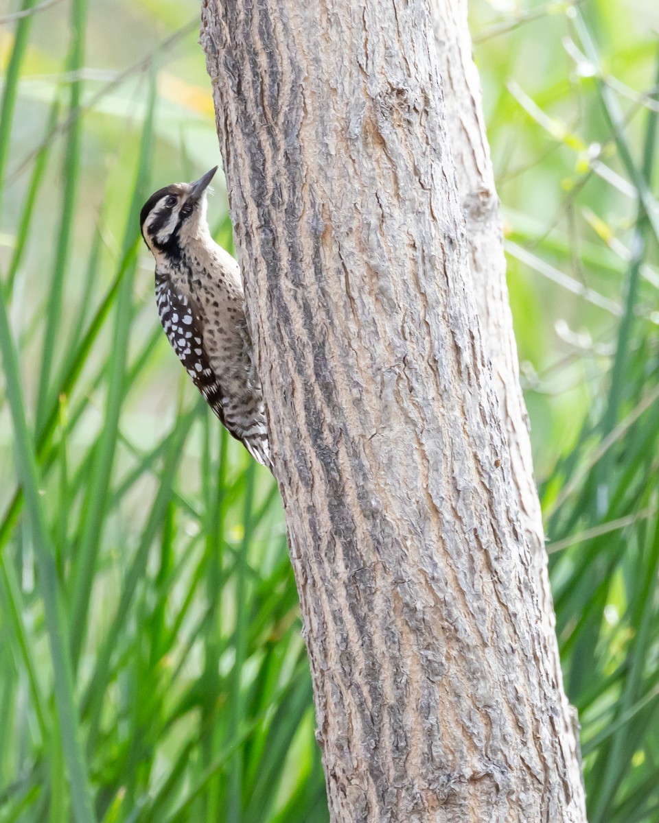 Ladder-backed Woodpecker - ML652465480