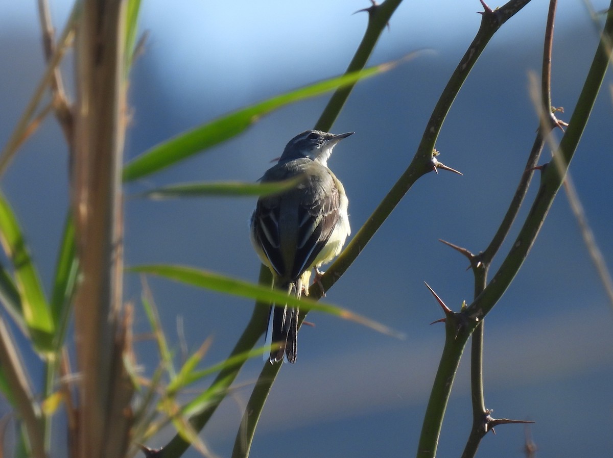 Dağ Kuyruksallayanı - ML652465648