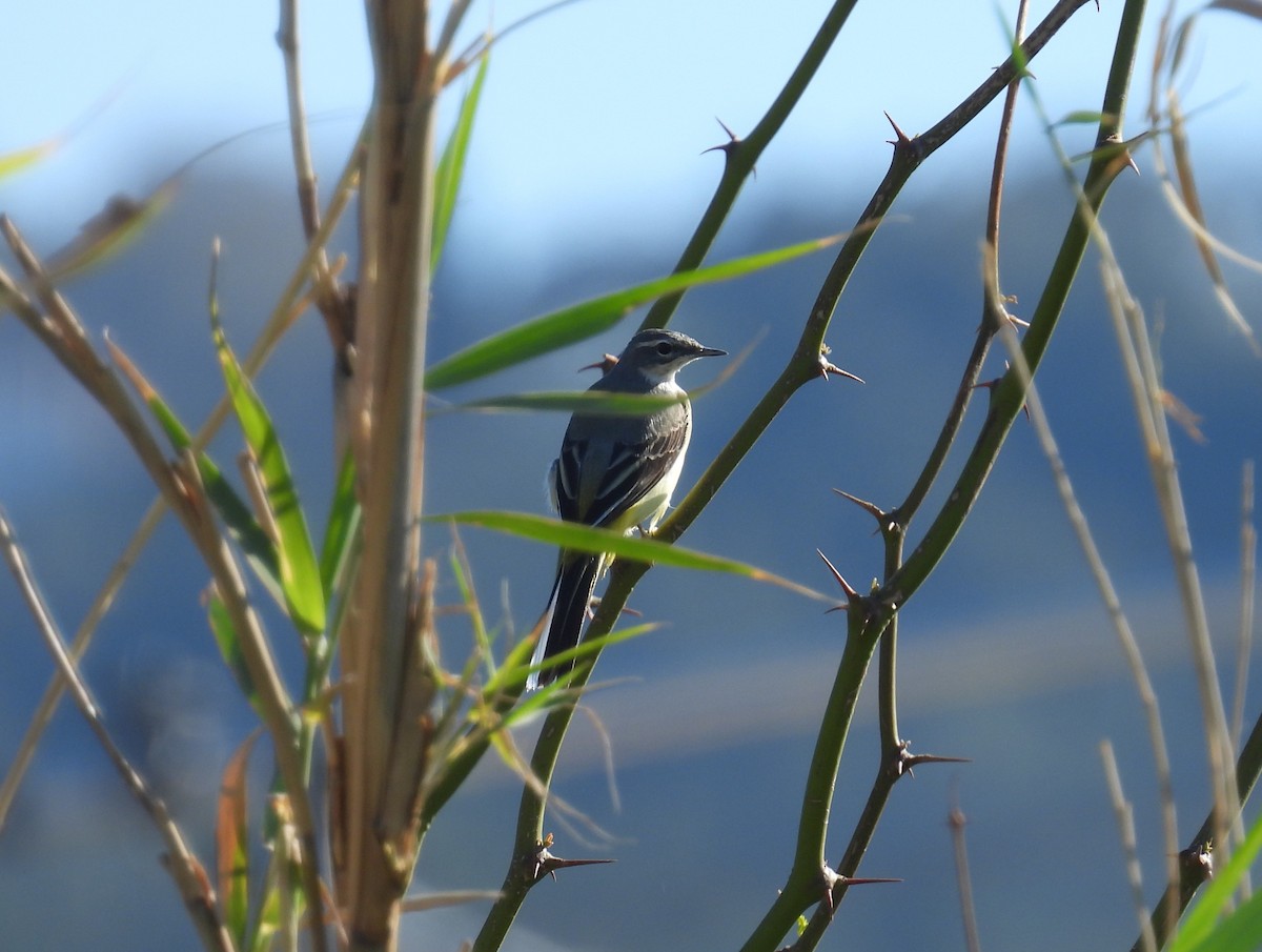 Dağ Kuyruksallayanı - ML652465649
