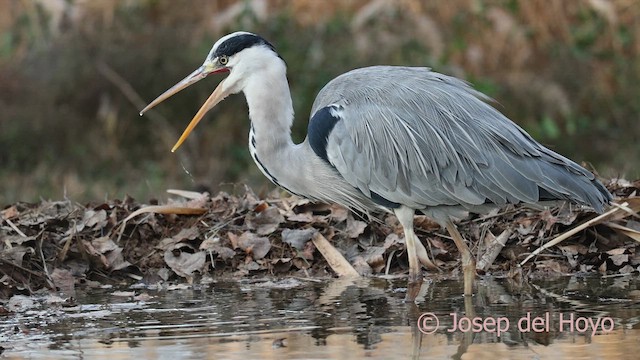 蒼鷺 - ML652465719