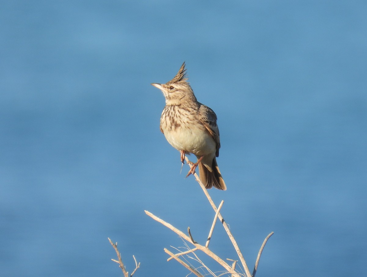 Tepeli Toygar [cristata grubu] - ML652465748