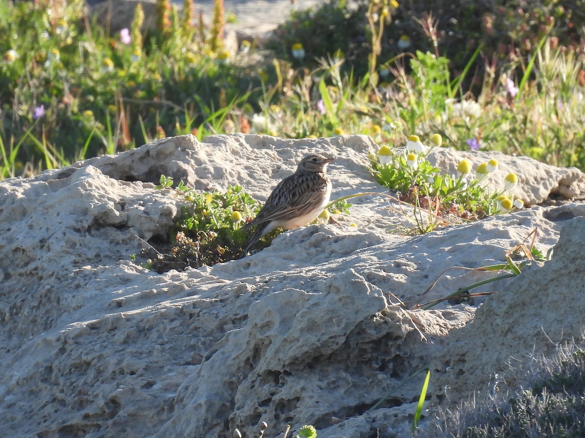 Tarlakuşu - ML652465876