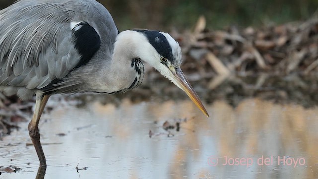 蒼鷺 - ML652465906