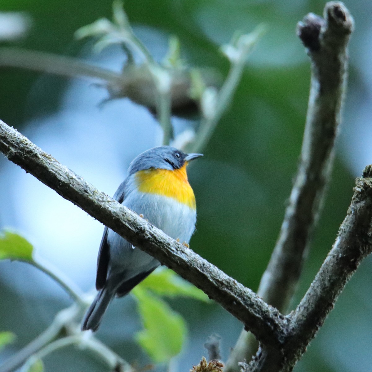 Flame-throated Warbler - ML652466015