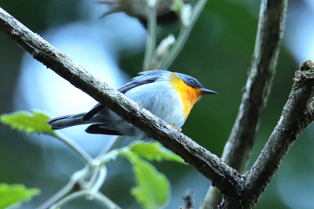 Flame-throated Warbler - ML652466018