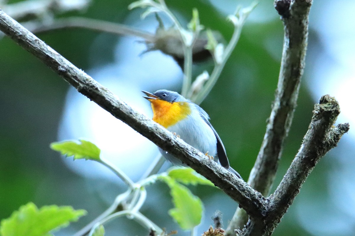 Flame-throated Warbler - ML652466020