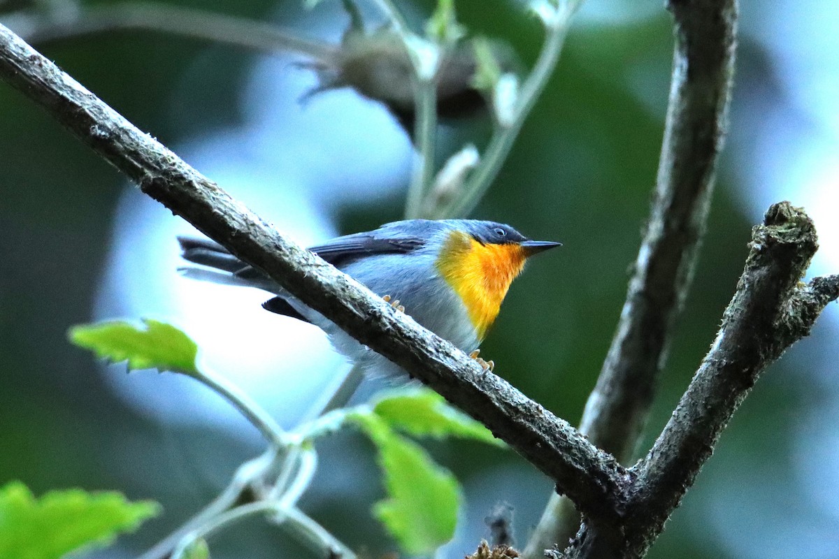 Flame-throated Warbler - ML652466021
