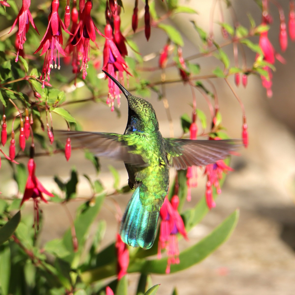 kolibřík modrouchý - ML652466294