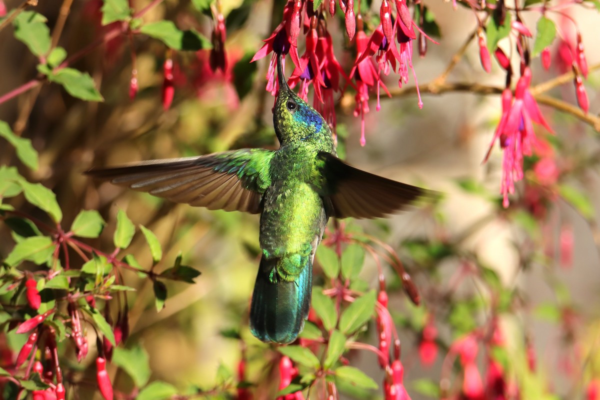 kolibřík modrouchý - ML652466295