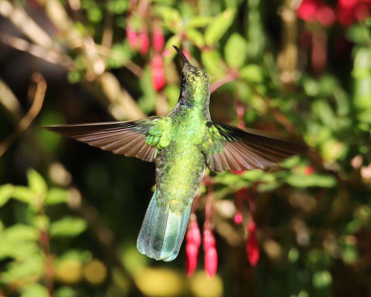 kolibřík modrouchý - ML652466296