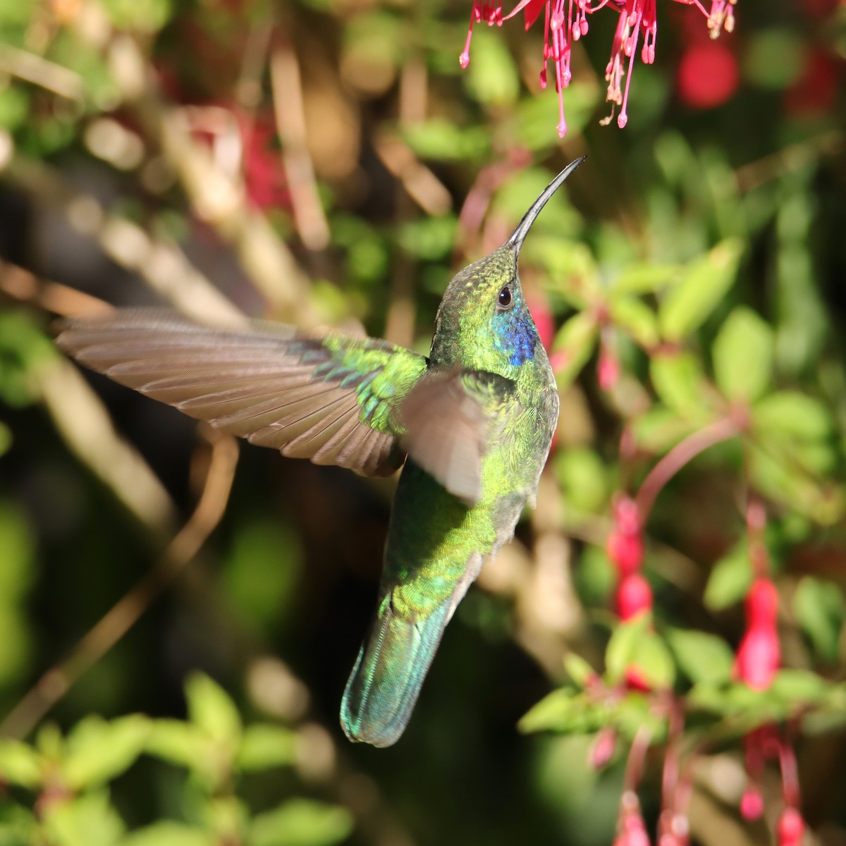 kolibřík modrouchý - ML652466297