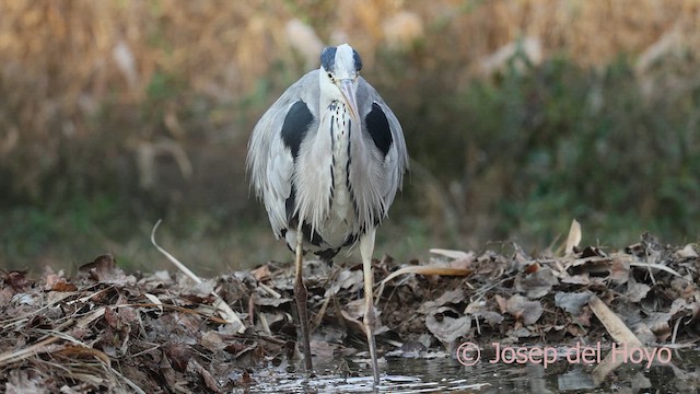 蒼鷺 - ML652466374