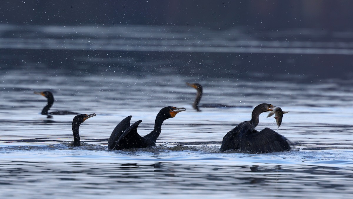 Double-crested Cormorant - ML652466392