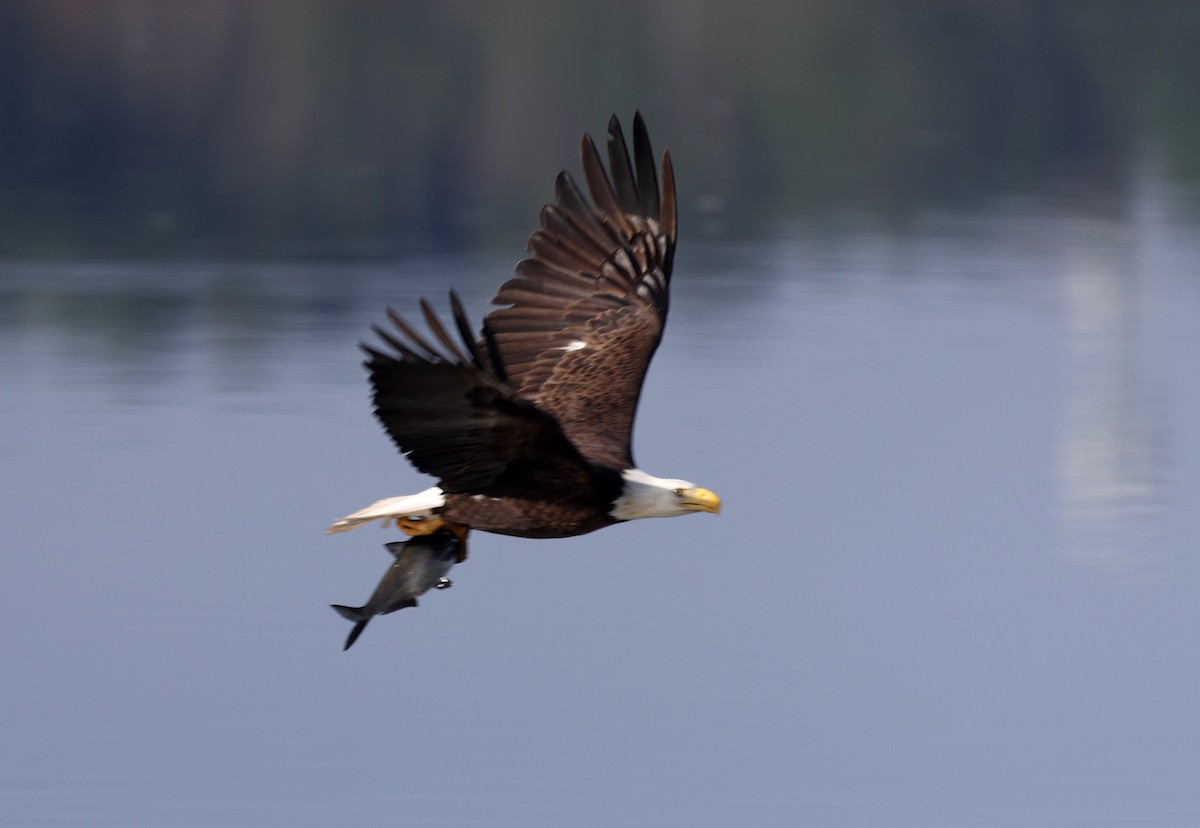 Bald Eagle - ML652466401