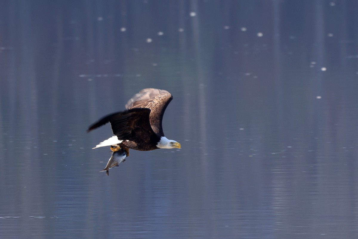 Bald Eagle - ML652466402
