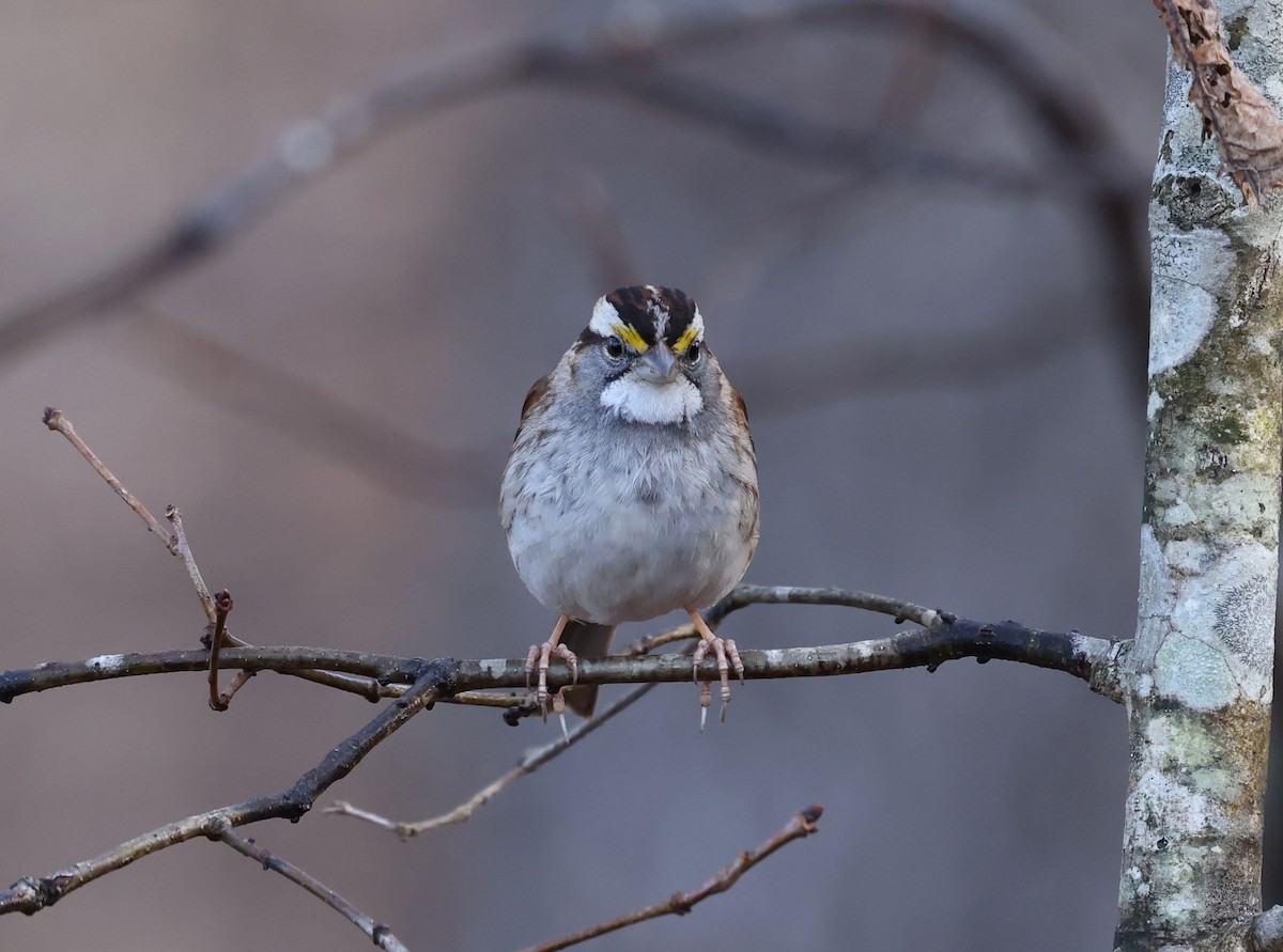 White-throated Sparrow - ML652466413