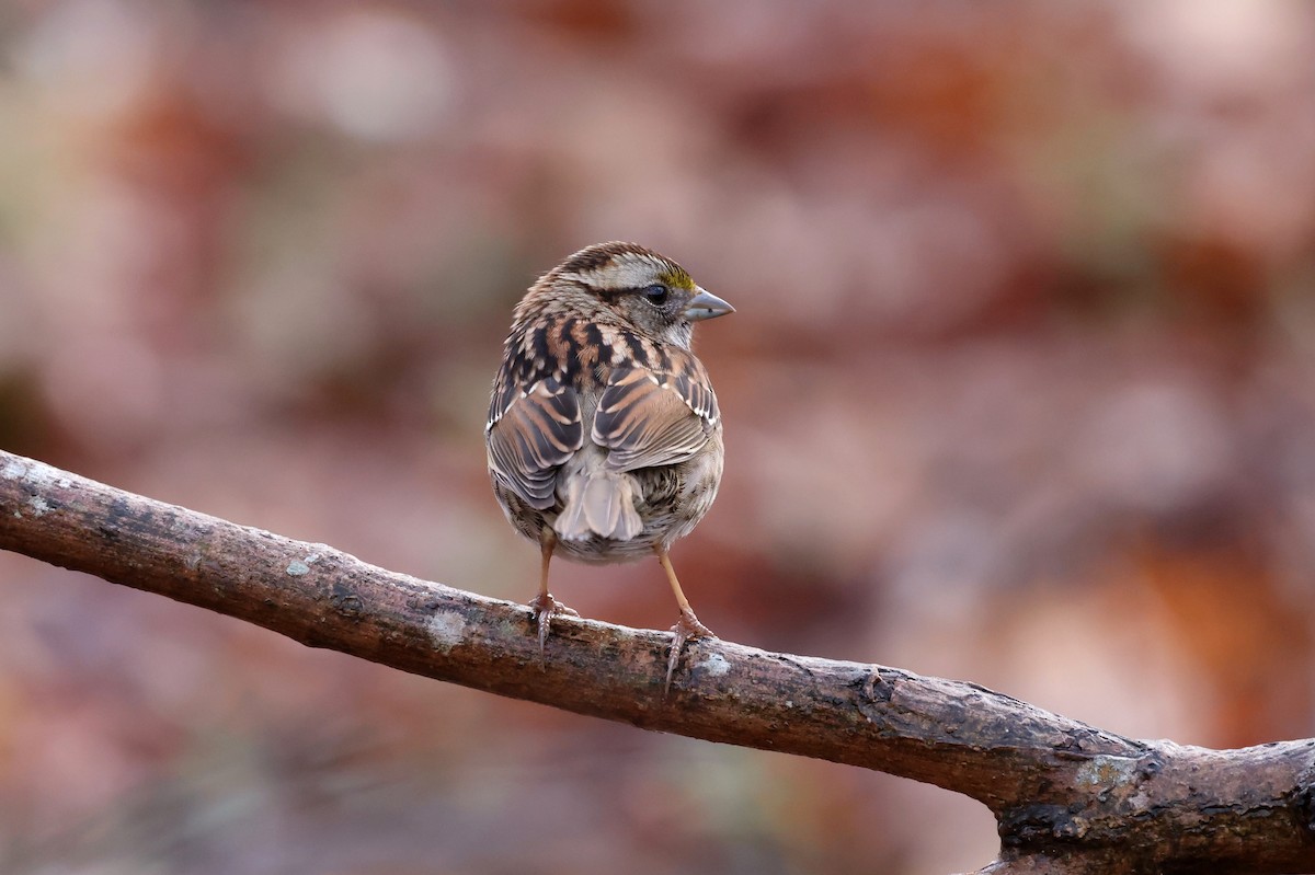 White-throated Sparrow - ML652466414
