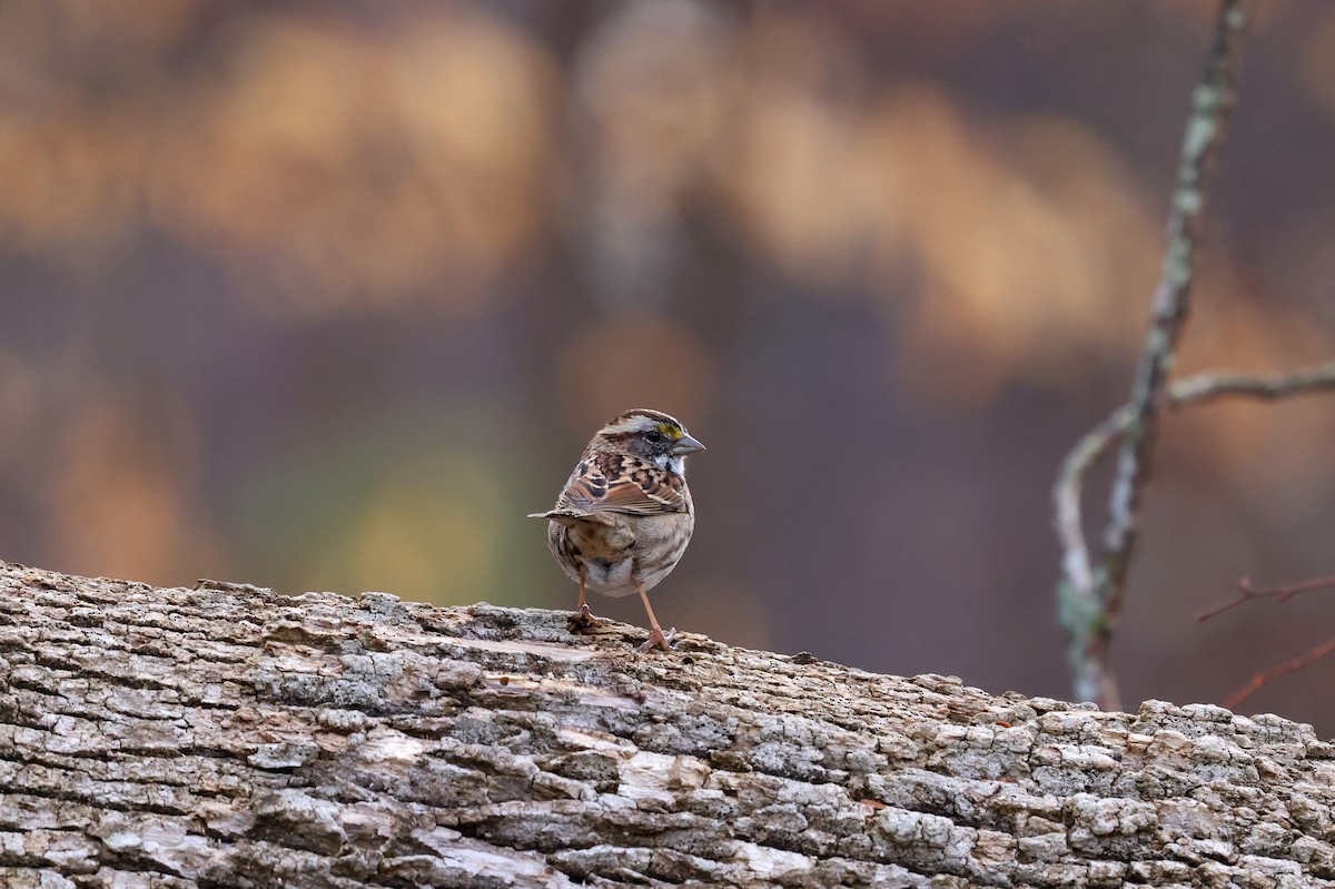 White-throated Sparrow - ML652466415