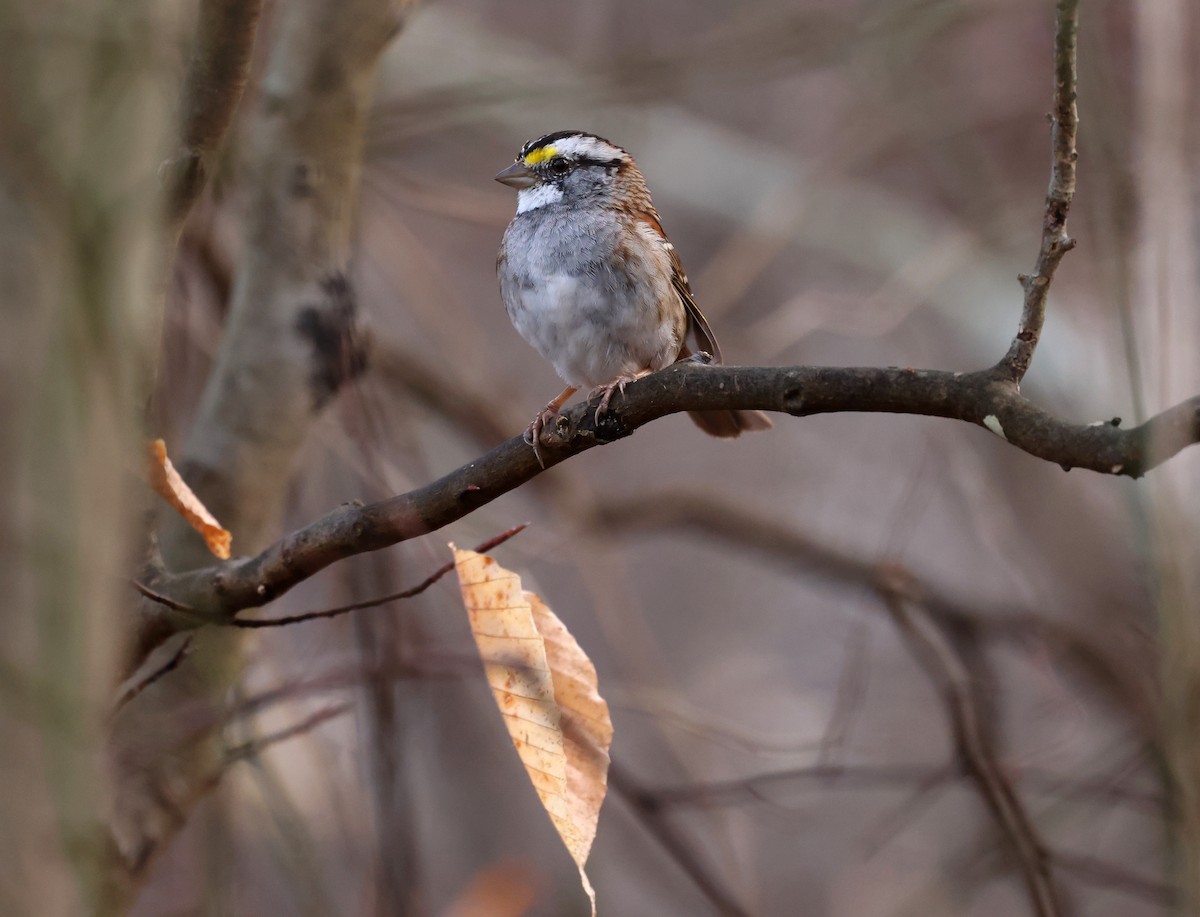 White-throated Sparrow - ML652466416