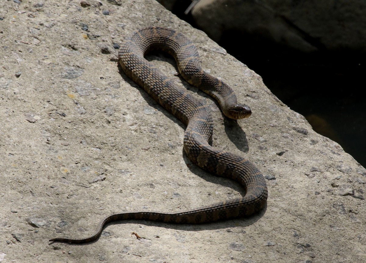 Brown Watersnake - ML652466461