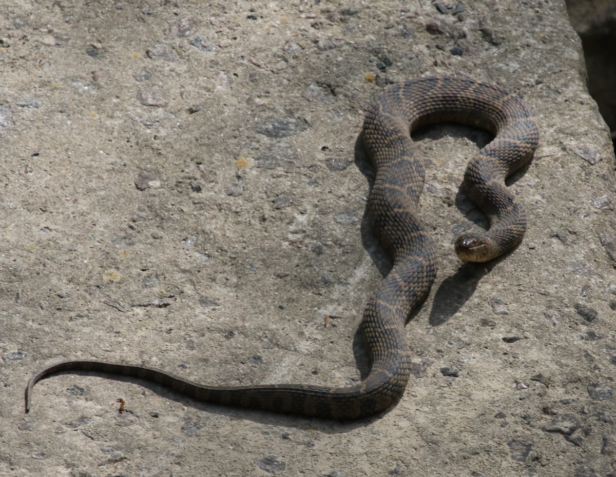 Brown Watersnake - ML652466462