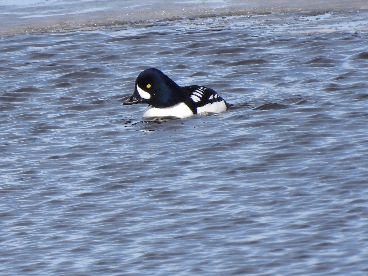 Murgilari islandiarra - ML652466500