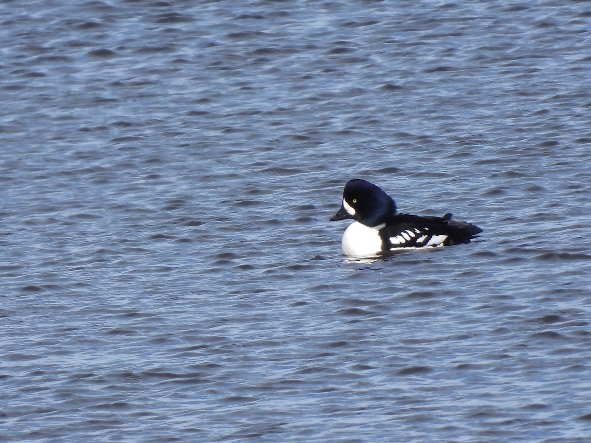 Murgilari islandiarra - ML652466503