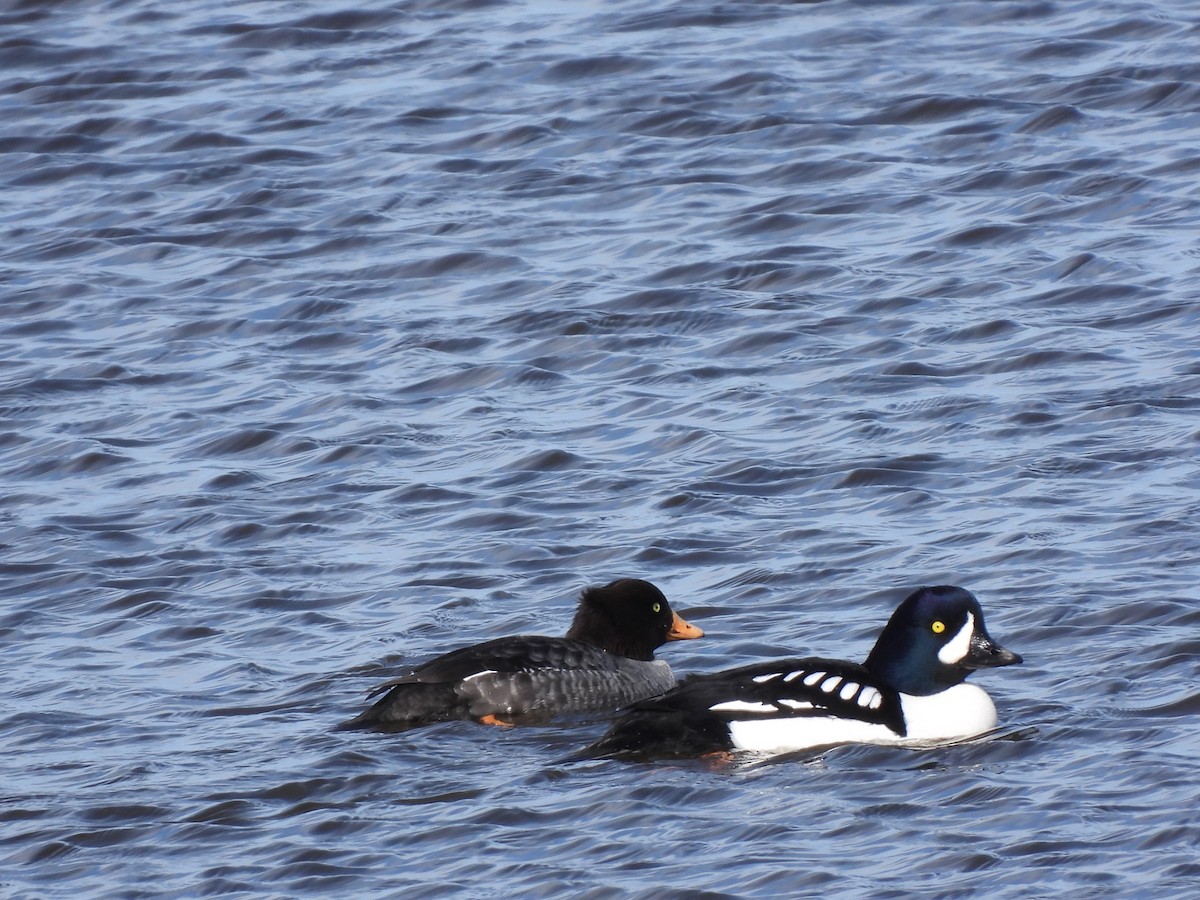 Murgilari islandiarra - ML652466504