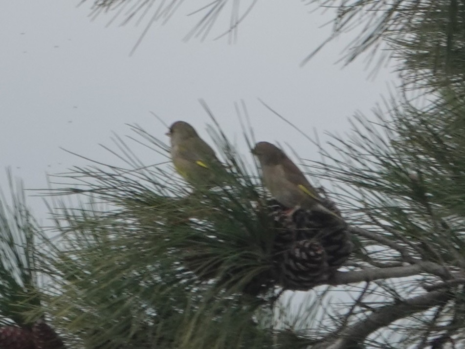 Txorru arrunta - ML652466511