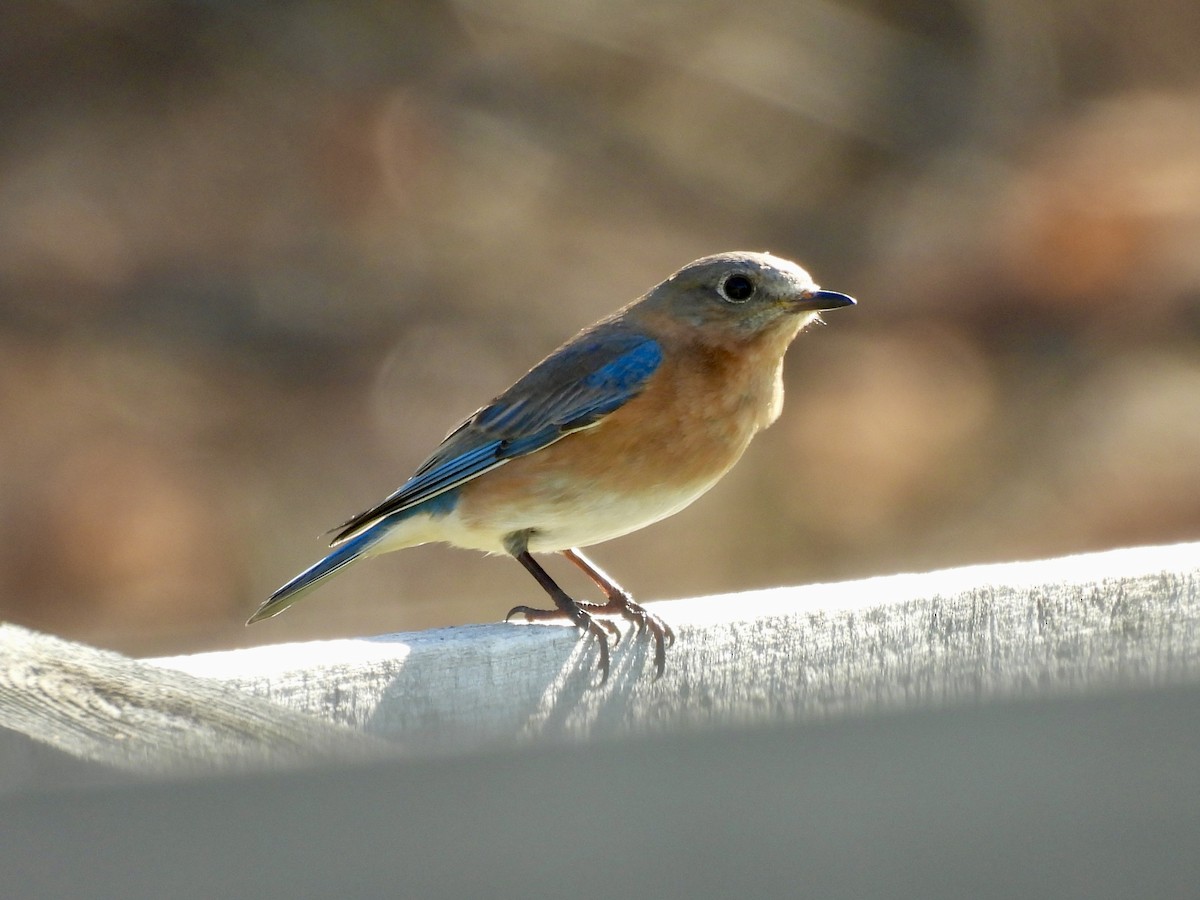 Eastern Bluebird - ML652466515