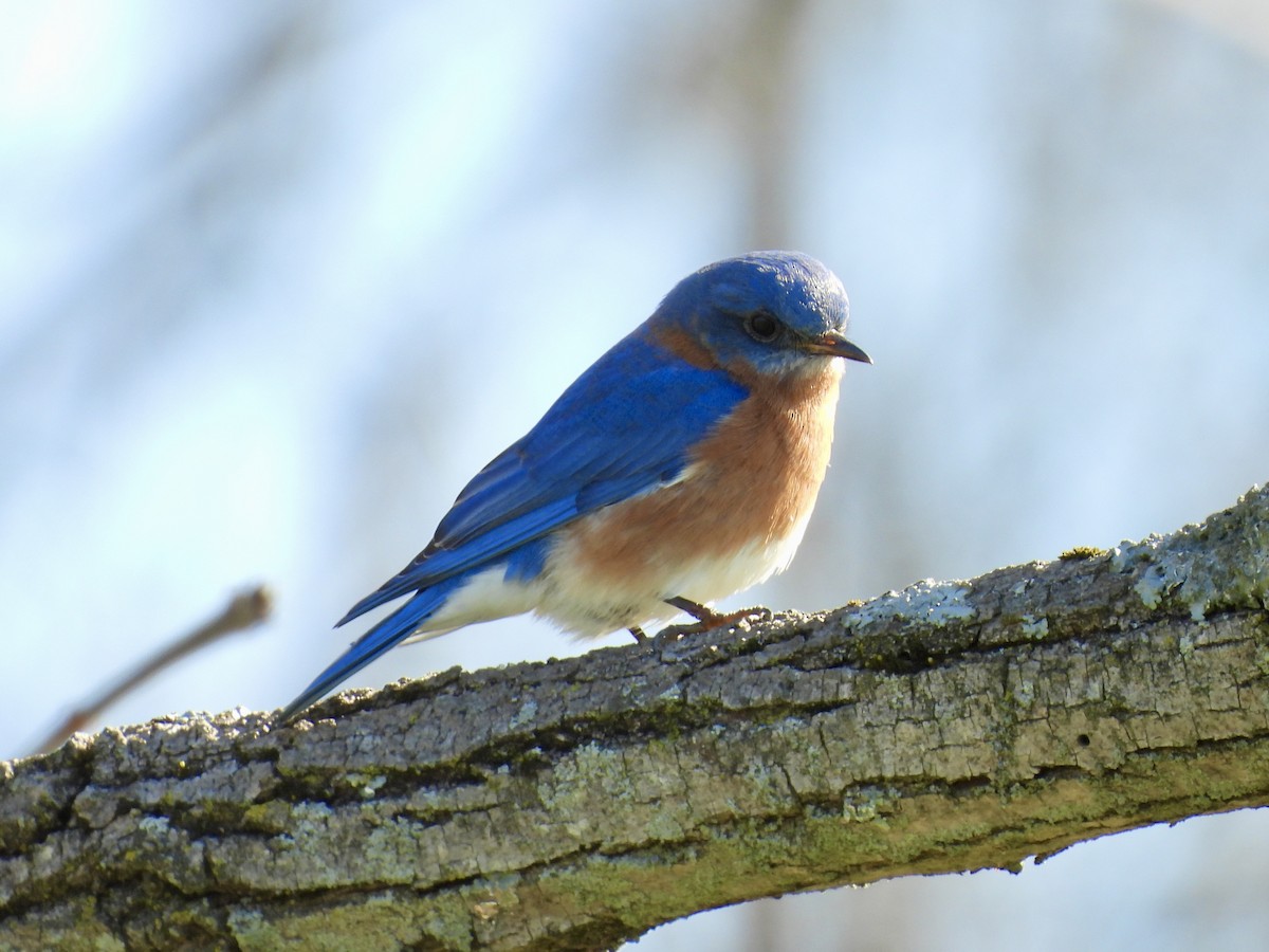 Eastern Bluebird - ML652466516