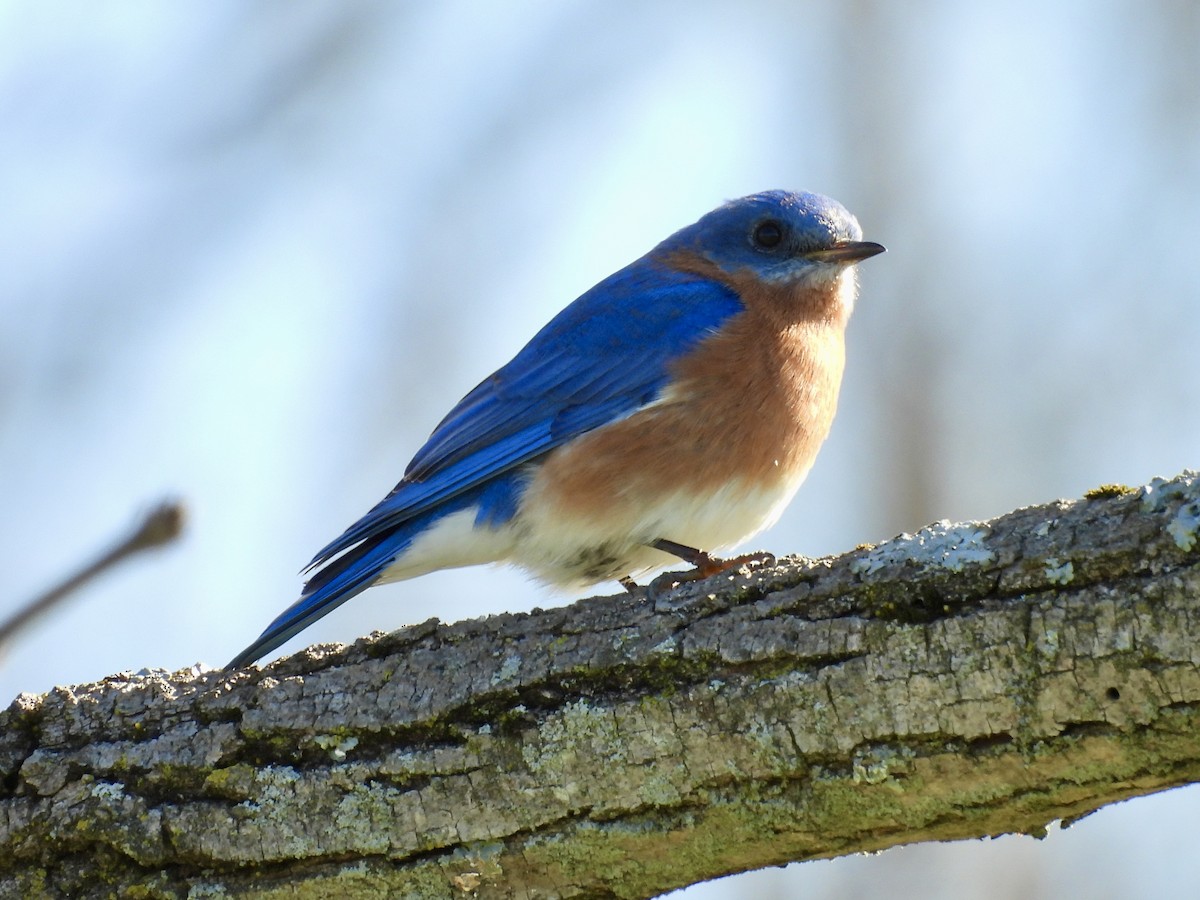 Eastern Bluebird - ML652466517