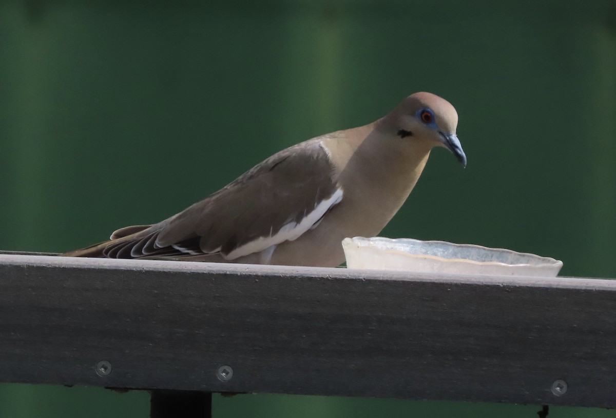 White-winged Dove - ML652466519