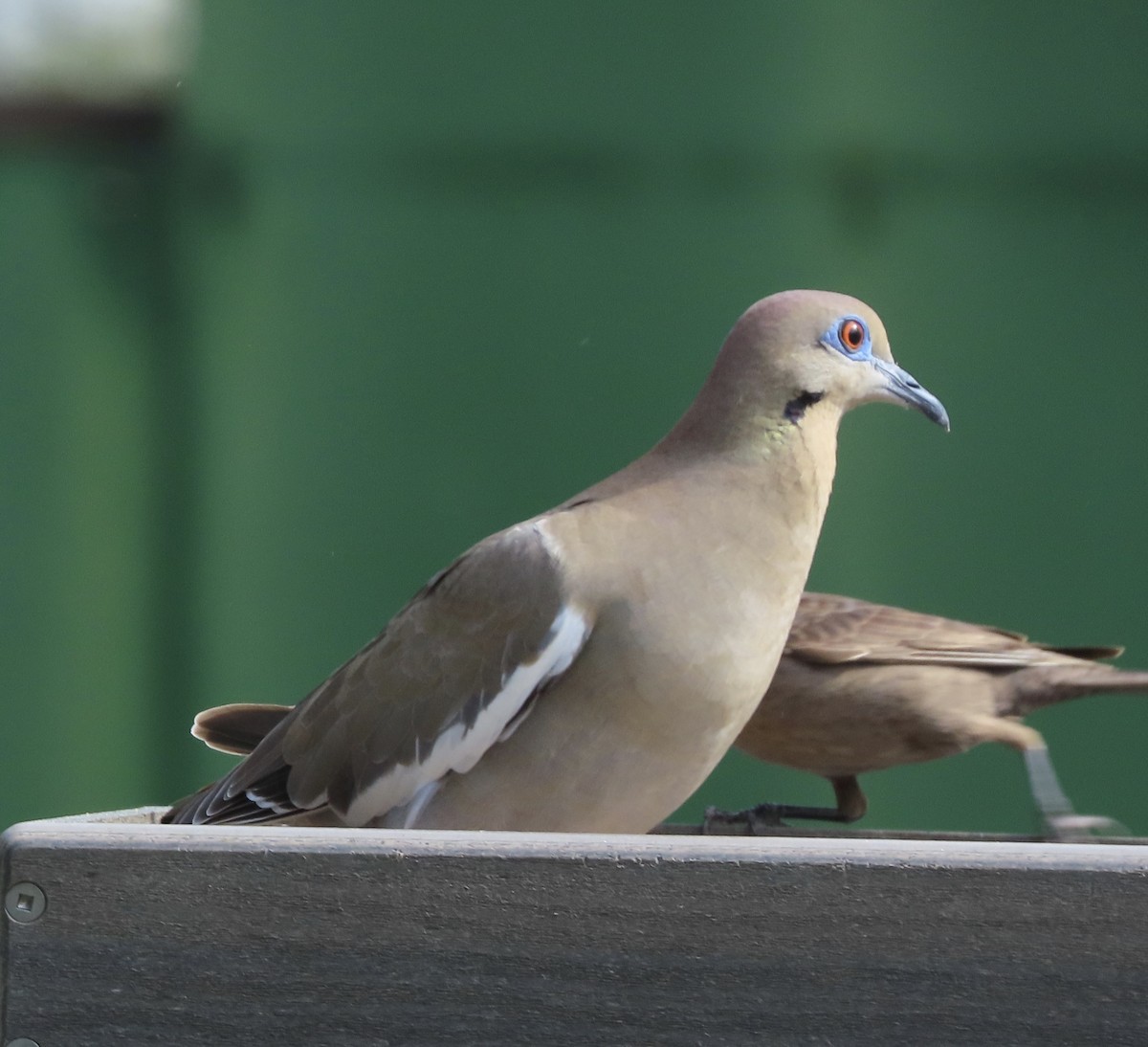 White-winged Dove - ML652466520