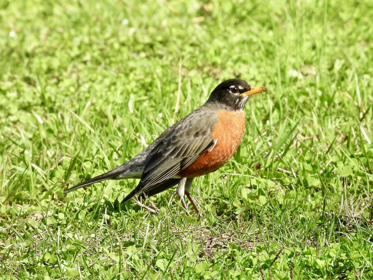 Zozo papargorria - ML652466521