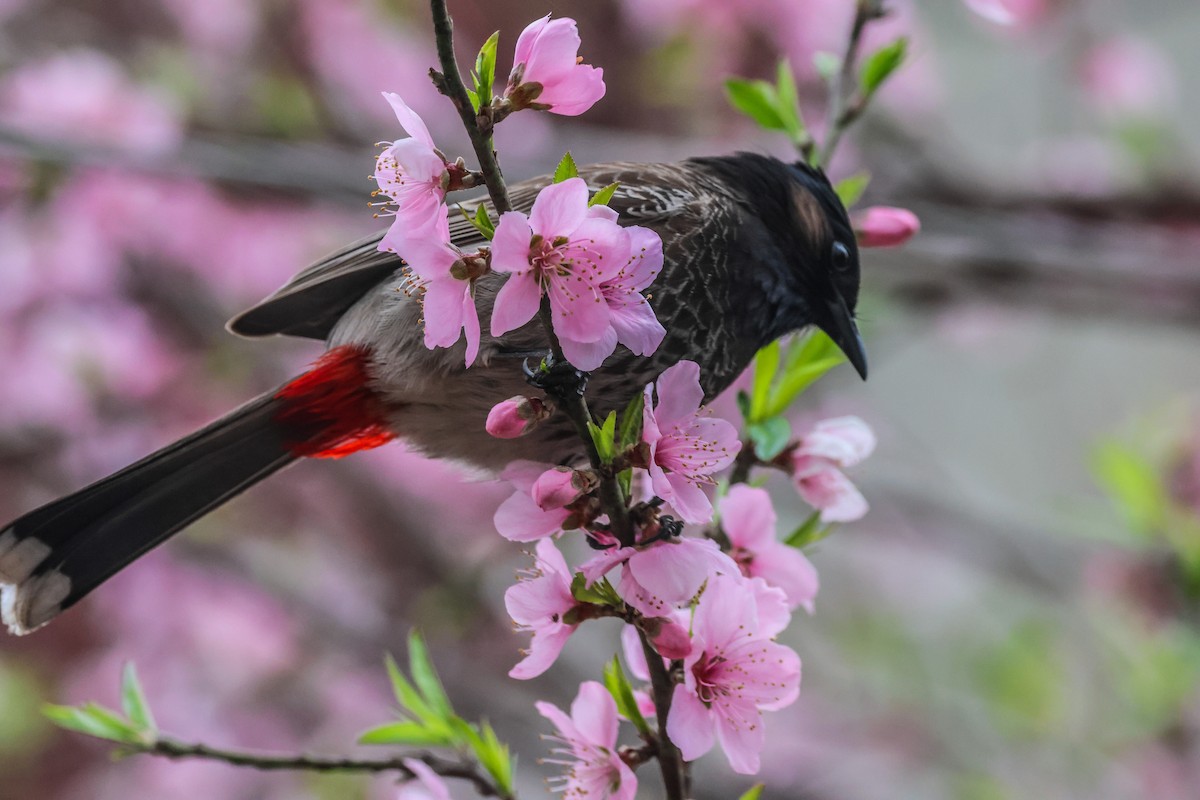 Bulbul ipurgorria - ML652466526