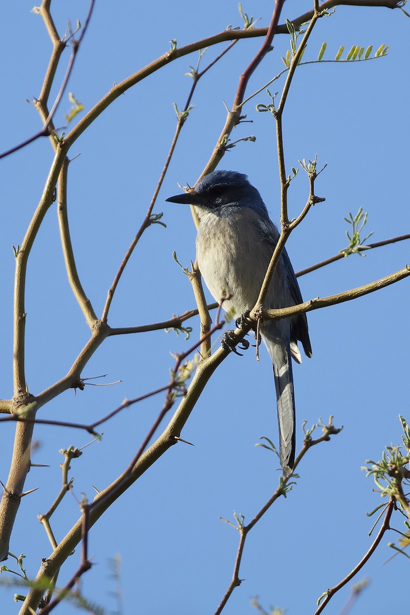 Woodhouse's Scrub-Jay - ML652466527