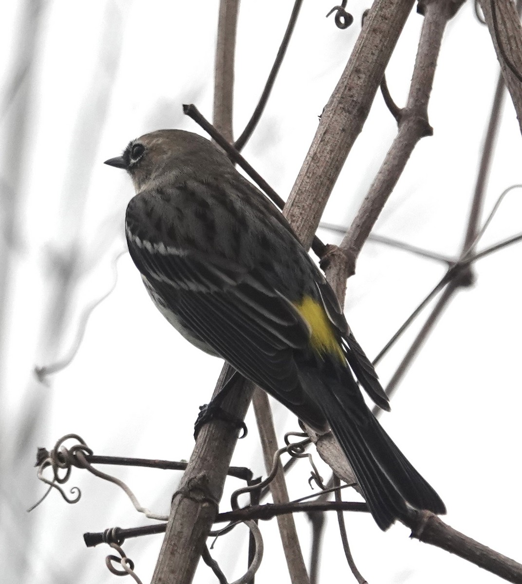 Yellow-rumped Warbler - ML652466529