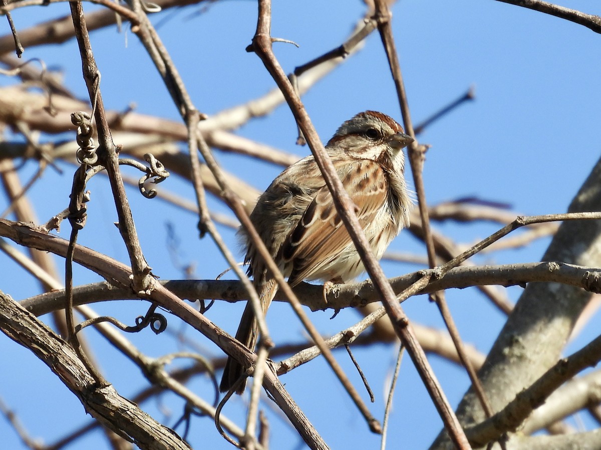 Song Sparrow - ML652466530
