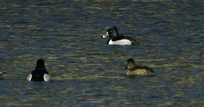 Murgilari lepokoduna - ML652466531