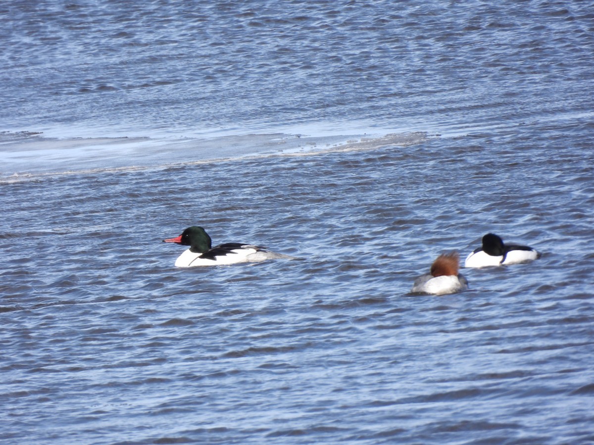 Zerra handia - ML652466533