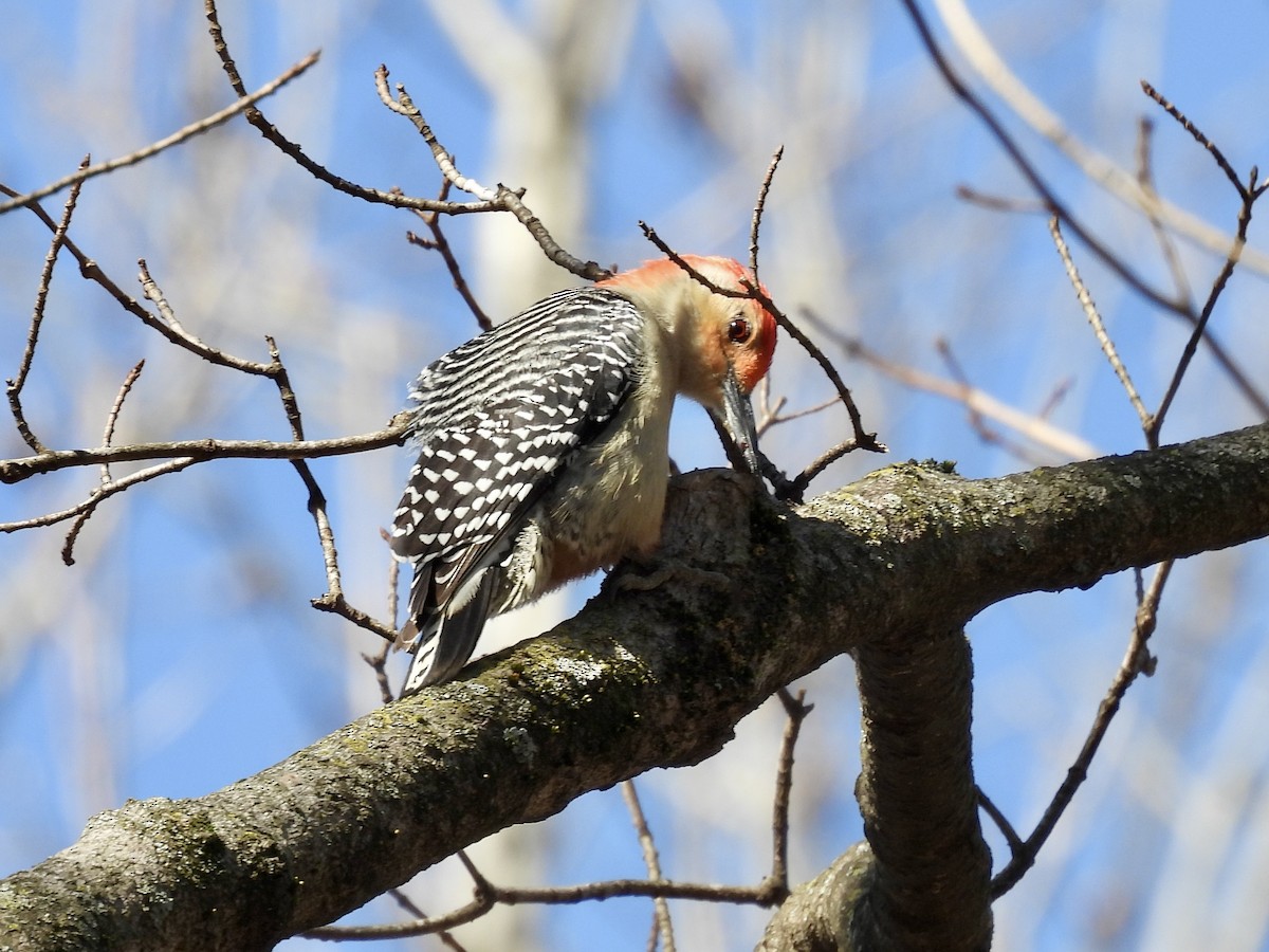 Red-bellied Woodpecker - ML652466536