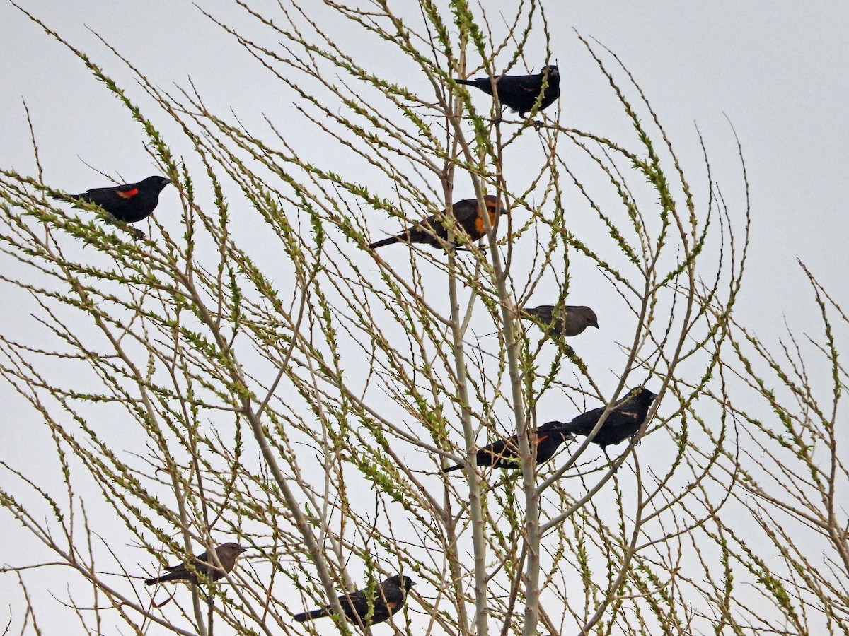 Red-winged Blackbird - ML652466539